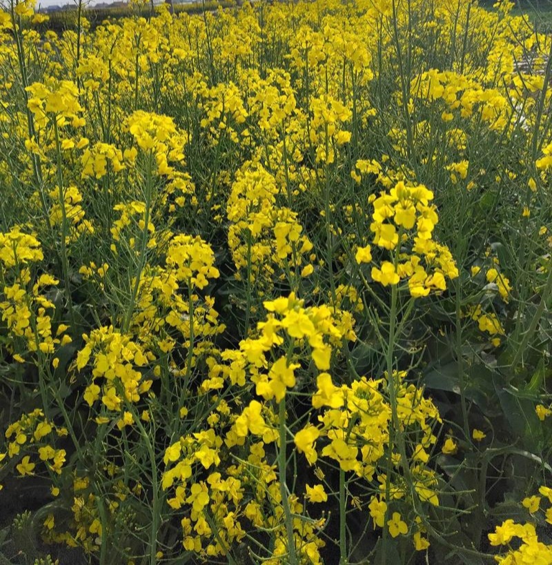 德超油688油菜种子杂交矮杆油菜抗病抗倒伏榨油用甘蓝型