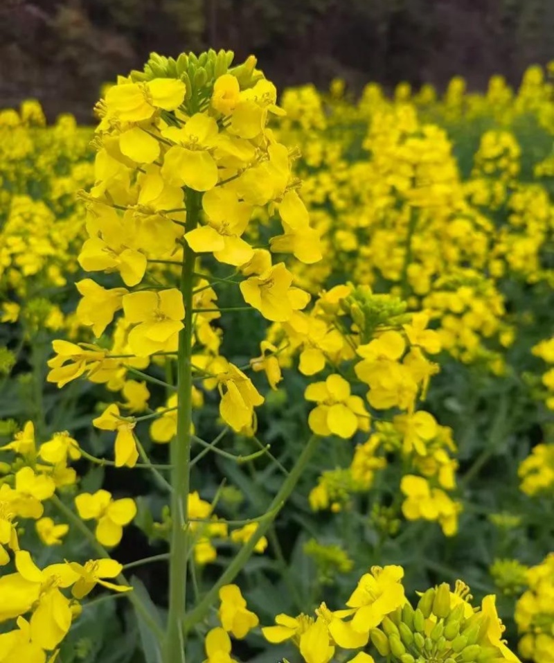 德超油688油菜种子杂交矮杆油菜抗病抗倒伏榨油用甘蓝型