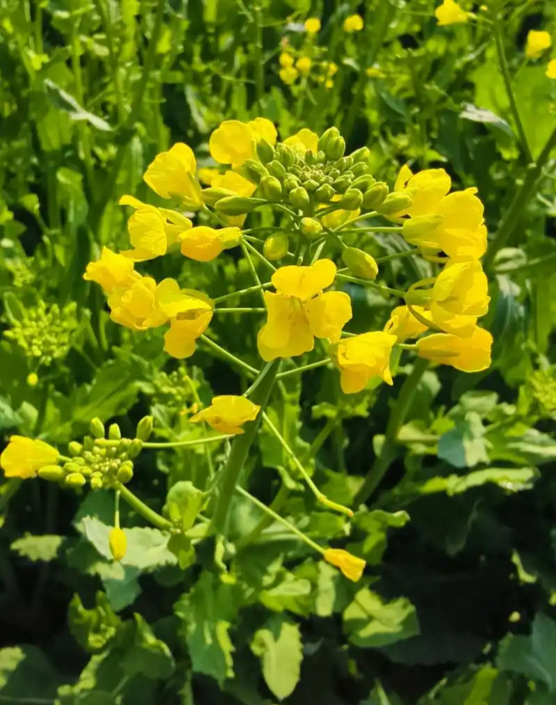 德超油688油菜种子杂交矮杆油菜抗病抗倒伏榨油用甘蓝型