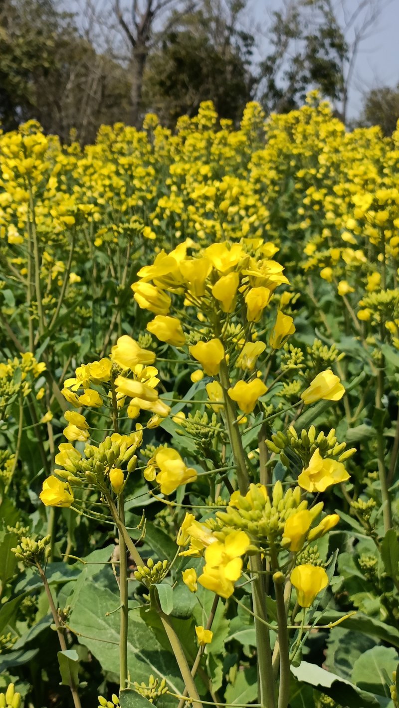 德超油688油菜种子杂交矮杆油菜抗病抗倒伏榨油用甘蓝型