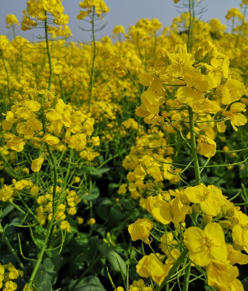 德超油688油菜种子杂交矮杆油菜抗病抗倒伏榨油用甘蓝型