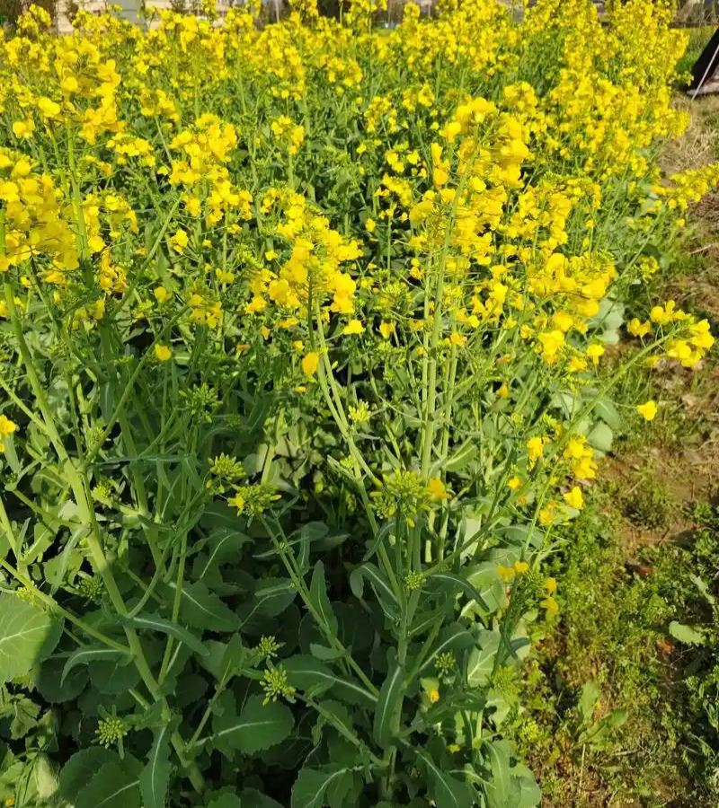 德超油688油菜种子杂交矮杆油菜抗病抗倒伏榨油用甘蓝型