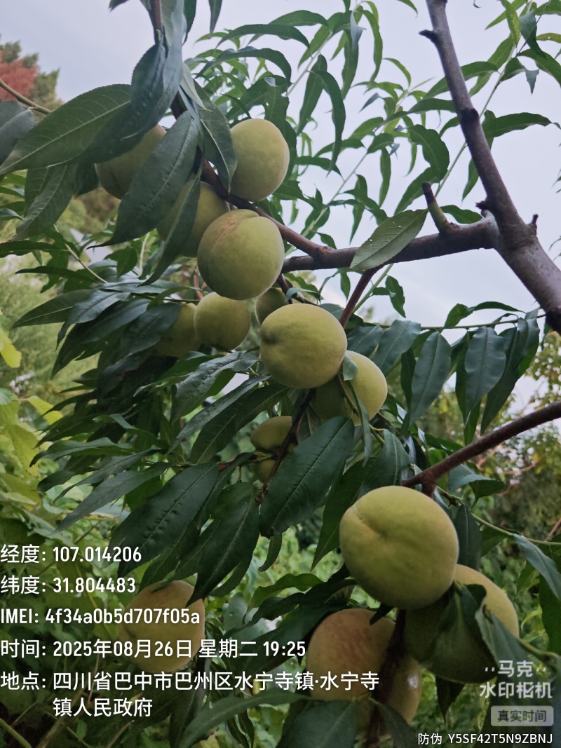 鹰嘴青桃桃苗红花大果中晚熟个大香脆浓甜晚熟可留树40天