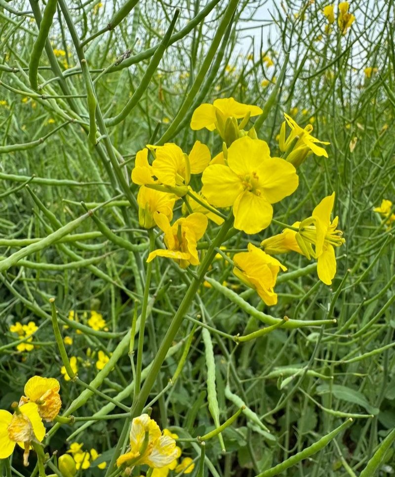 德超油688油菜种子杂交矮杆油菜抗病抗倒伏榨油用甘蓝型