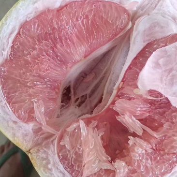 三红柚