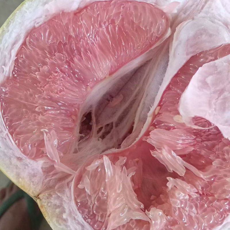 三红柚