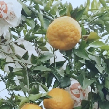 春见耙耙柑，大雅柑