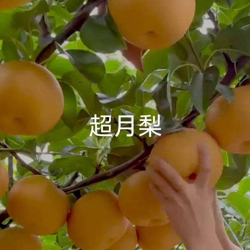超月蜜梨树苗，中晚熟高产个大香脆浓甜耐贮运