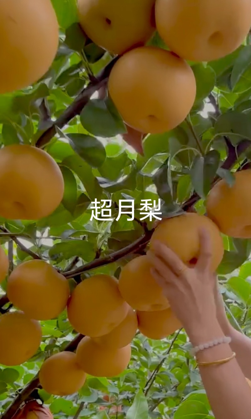 超月蜜梨树苗，中晚熟高产个大香脆浓甜耐贮运