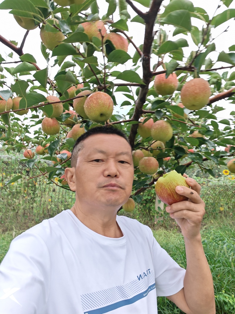 彩虹梨苗，外观好果宗大小适中清香酥脆