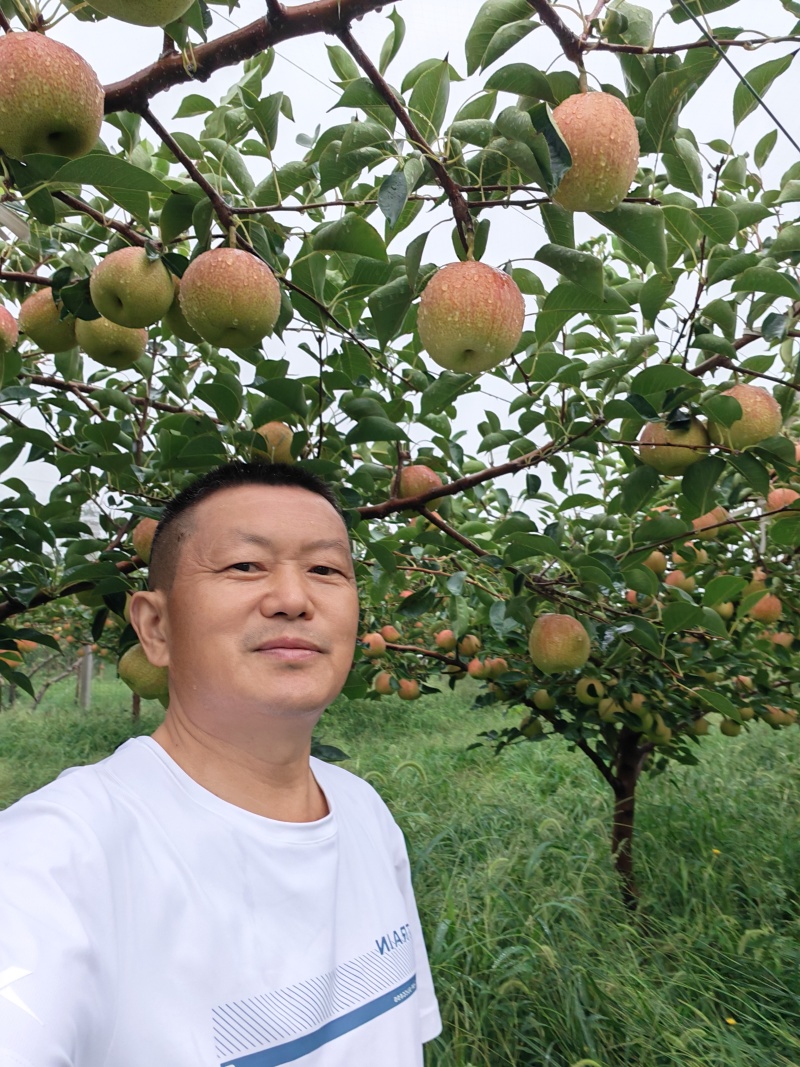 彩虹梨苗，外观好果宗大小适中清香酥脆