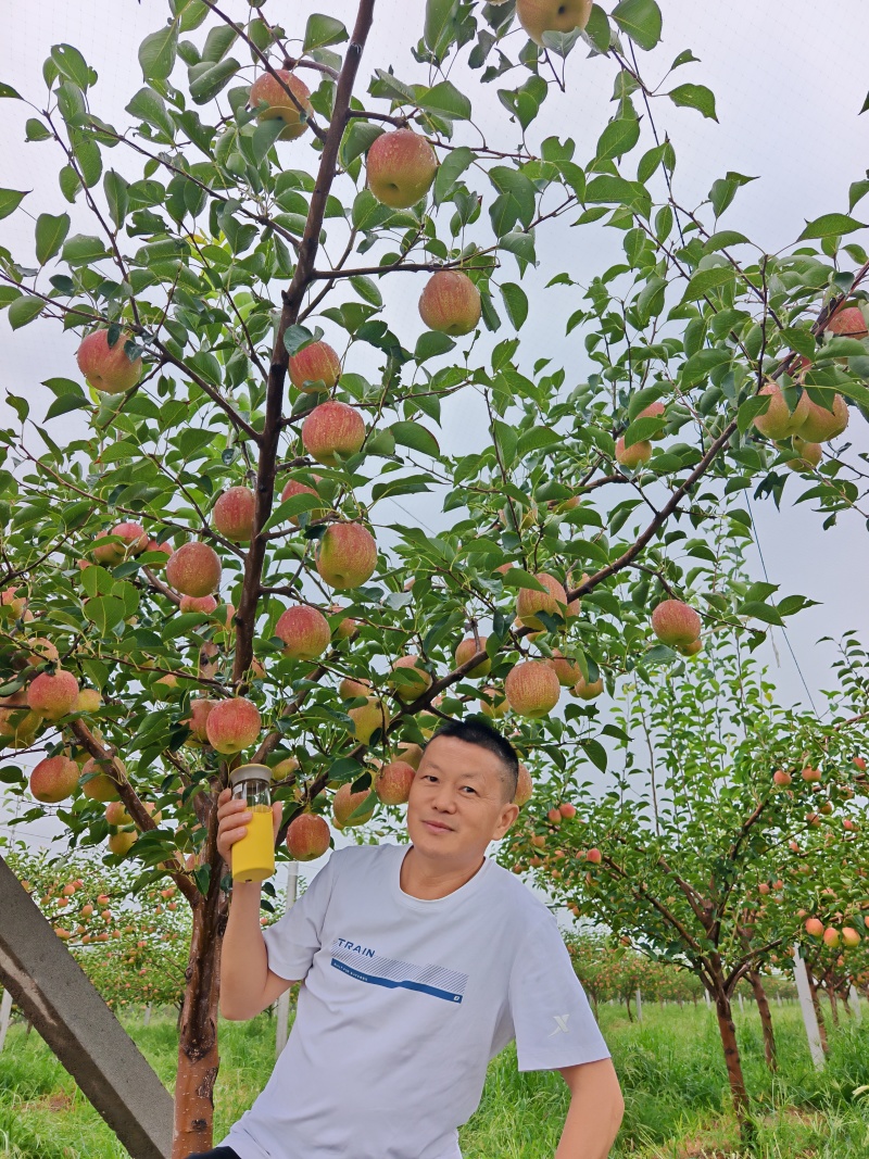 彩虹梨苗，外观好果宗大小适中清香酥脆