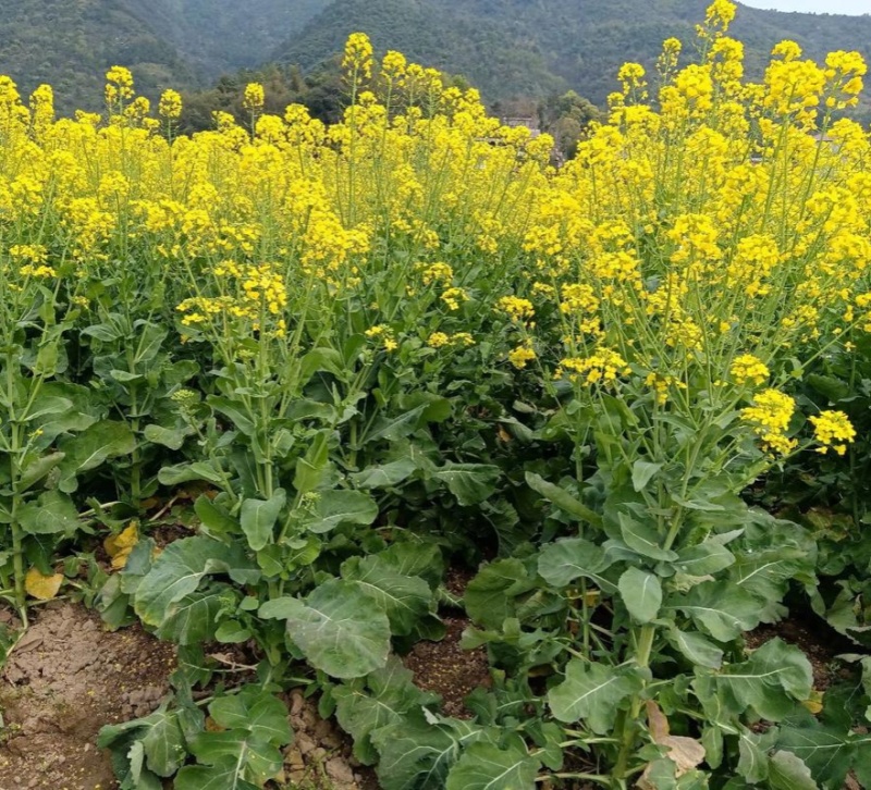 杨凌高科凌油9油菜种子高产高油矮杆耐寒抗病抗倒伏