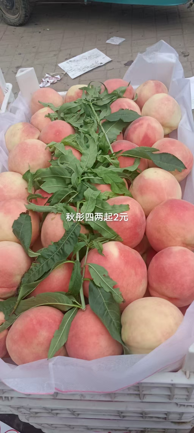 秋彤桃产地直供支持商超电商批发市场档口欢迎采购
