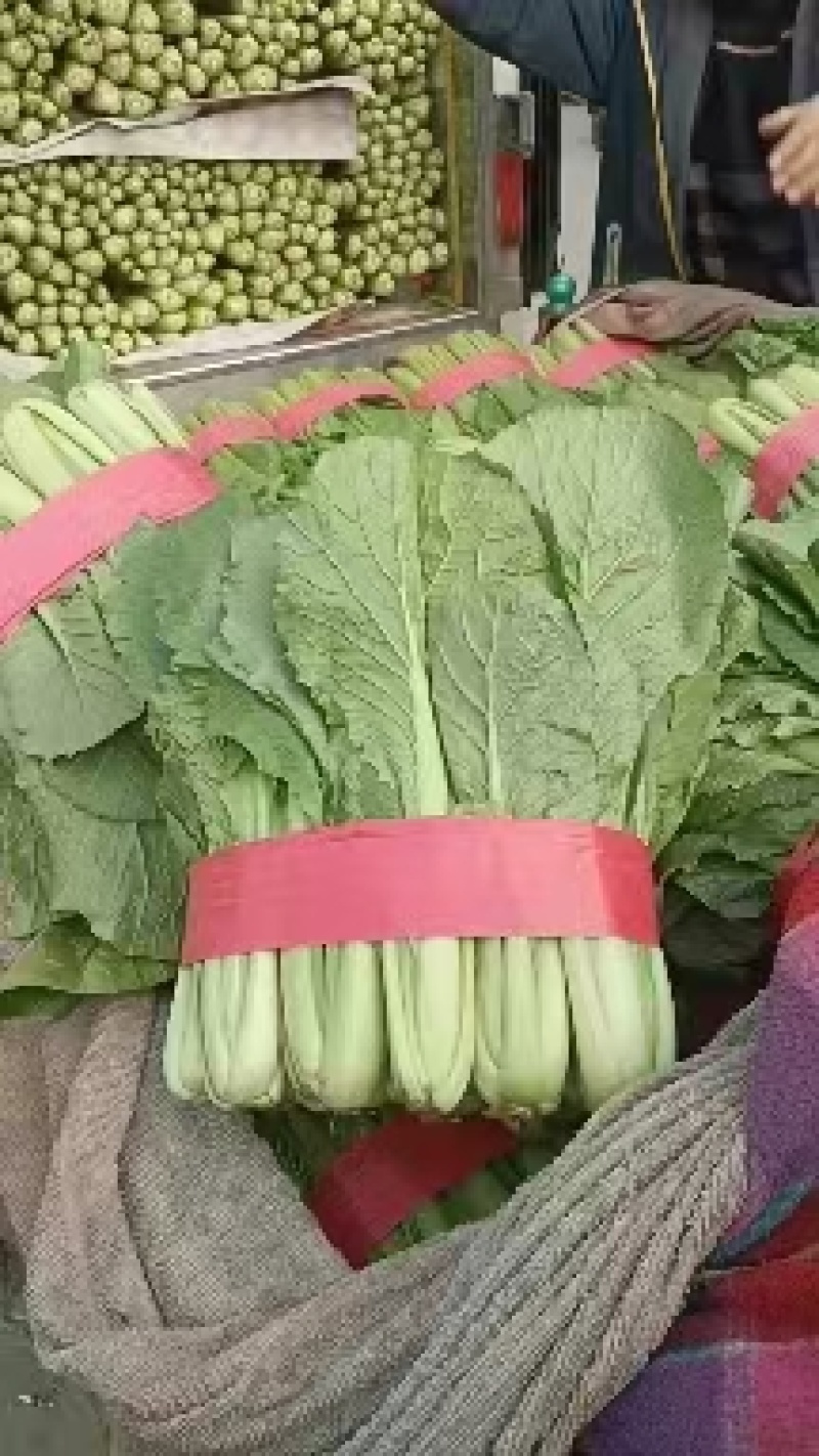 精品小白菜，大量有货，产地直发，需要的联系