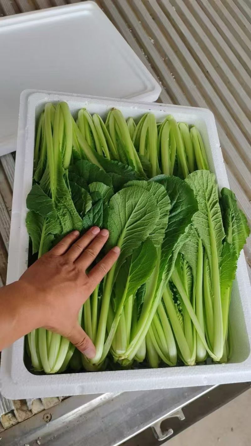 精品小白菜，大量有货，产地直发，需要的联系