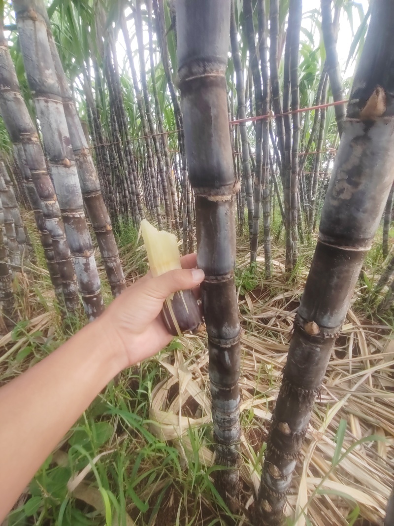 海南省临高县自家种植的正宗黑皮甘蔗，欢迎来采购！