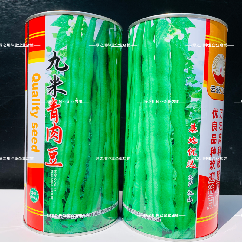 云南九米青肉豆种子大青肉豆四季豆架豆种子青棒肉豆种籽肉厚