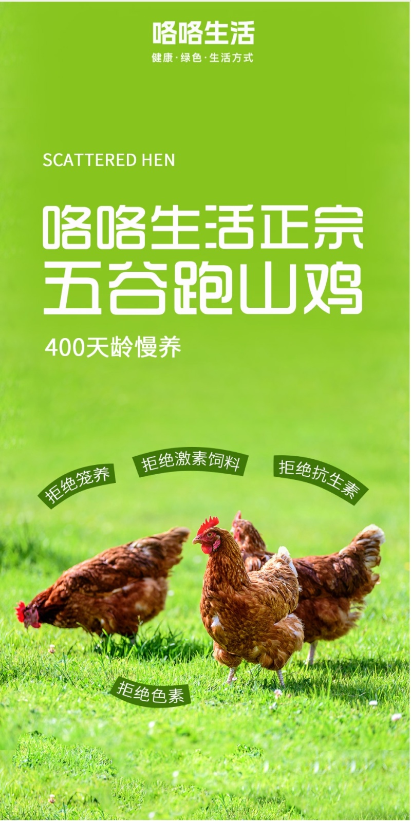 没有抗生素山间散养吃谷物喝山泉水高品质三黄鸡