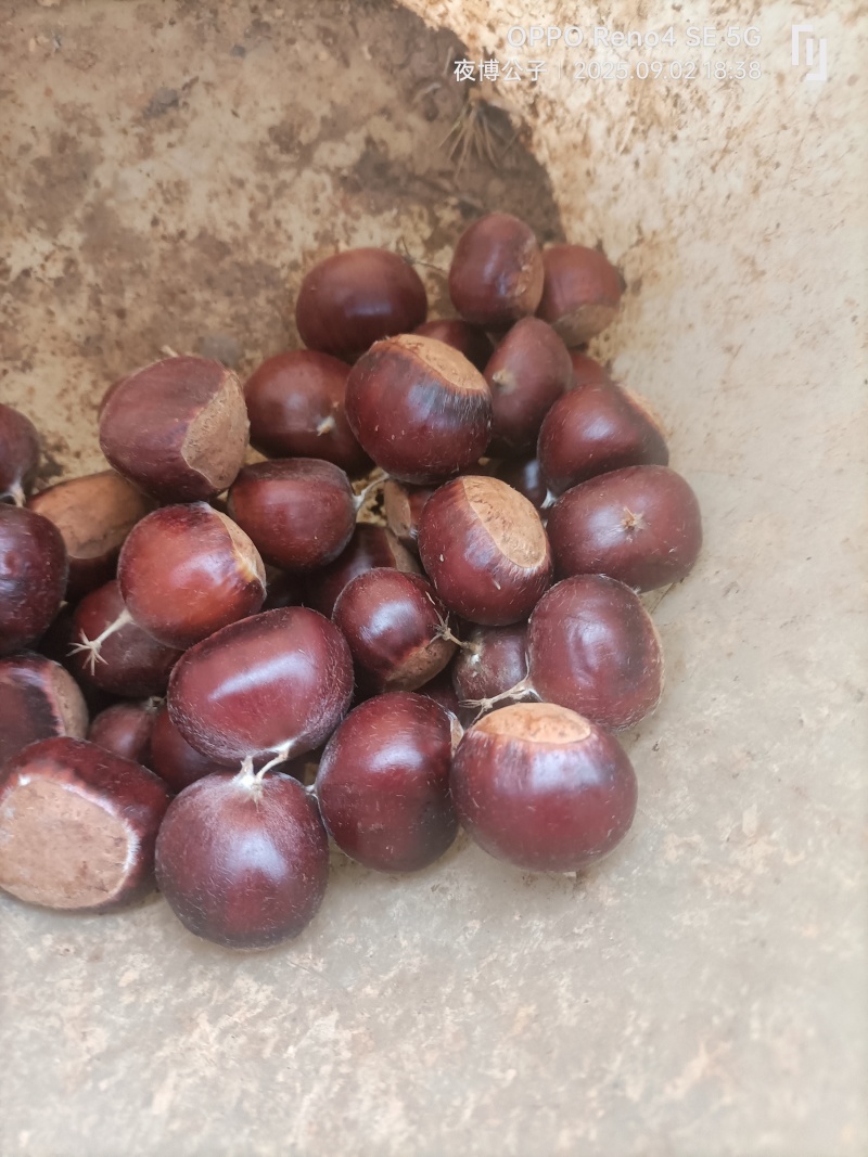 2025.9.12红皮板栗