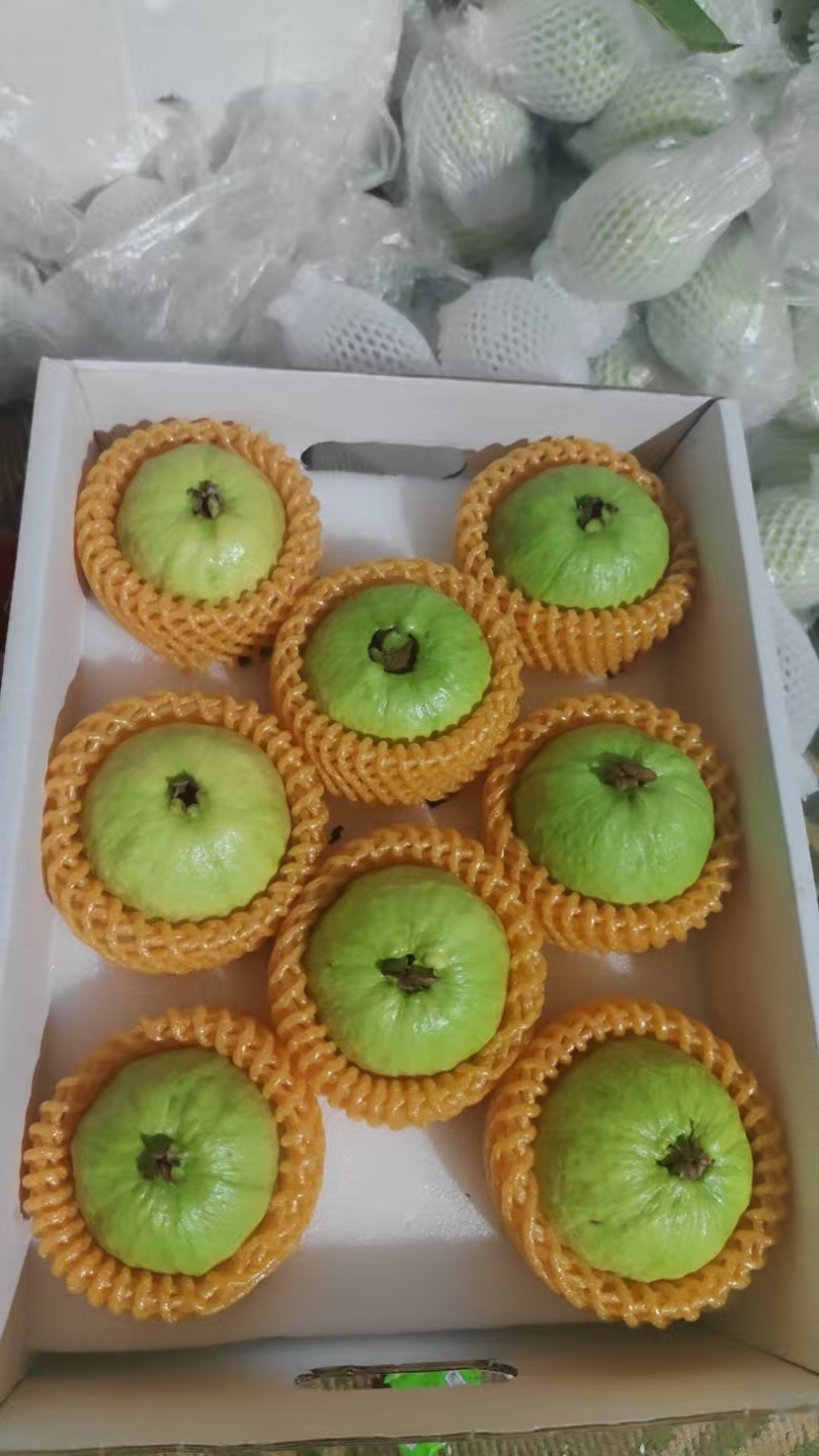 云南蒙自芭乐