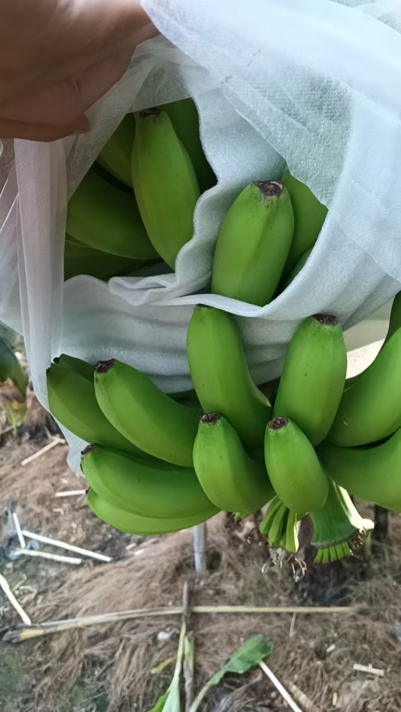 广西合浦桂蕉香蕉产地直发一手货源皮薄肉甜硬度好