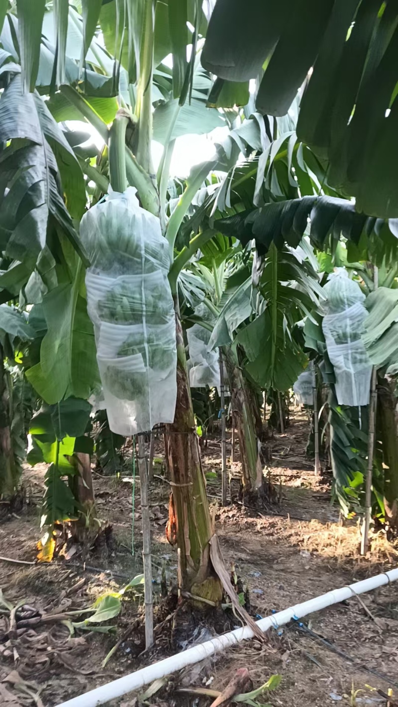 广西合浦桂蕉香蕉产地直发一手货源皮薄肉甜硬度好