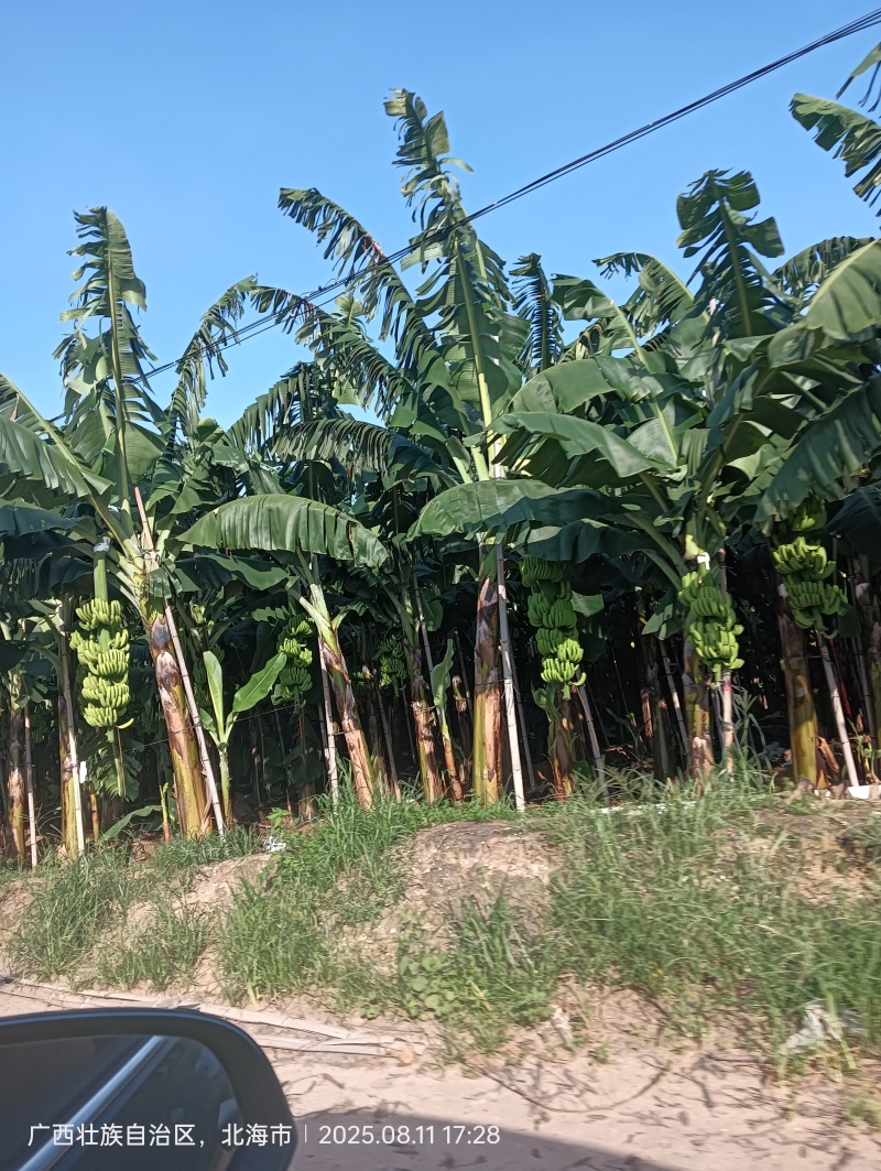 广西合浦桂蕉香蕉产地直发一手货源皮薄肉甜硬度好