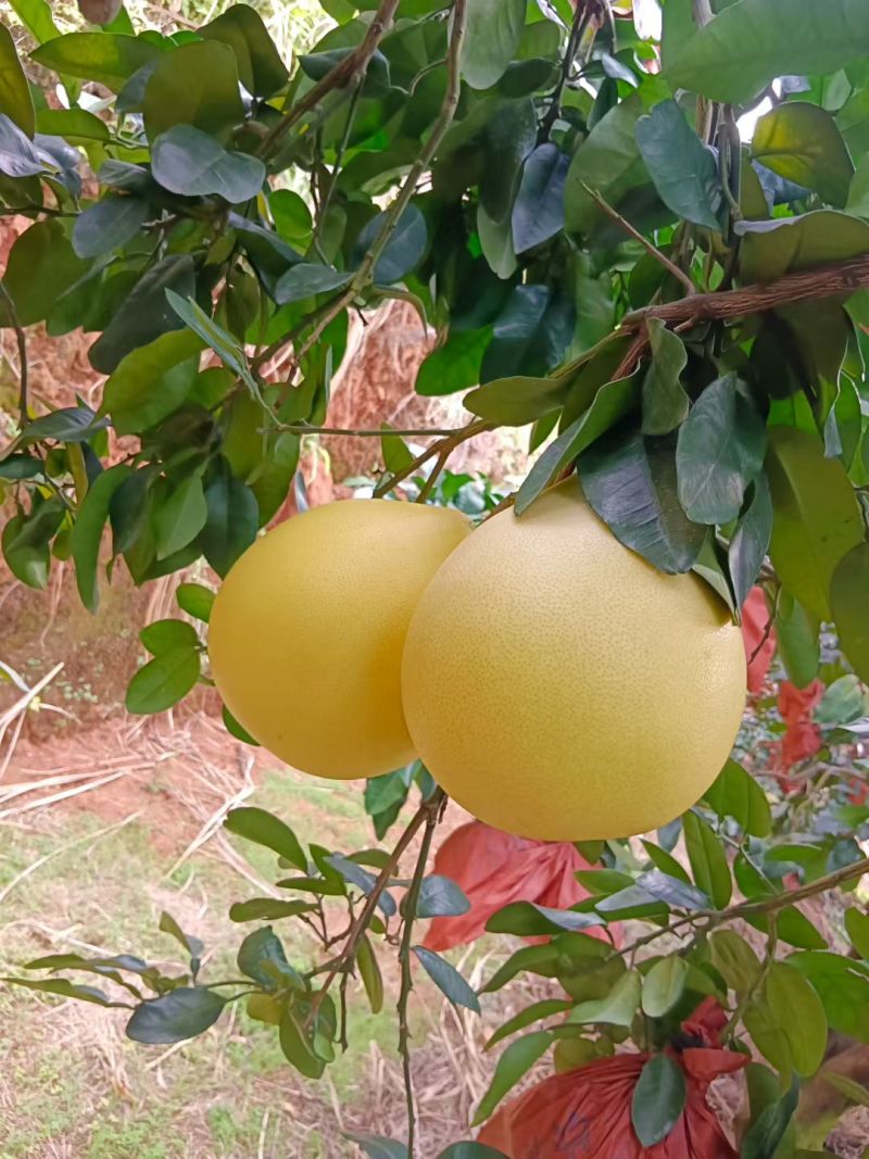 广东梅州蜜柚