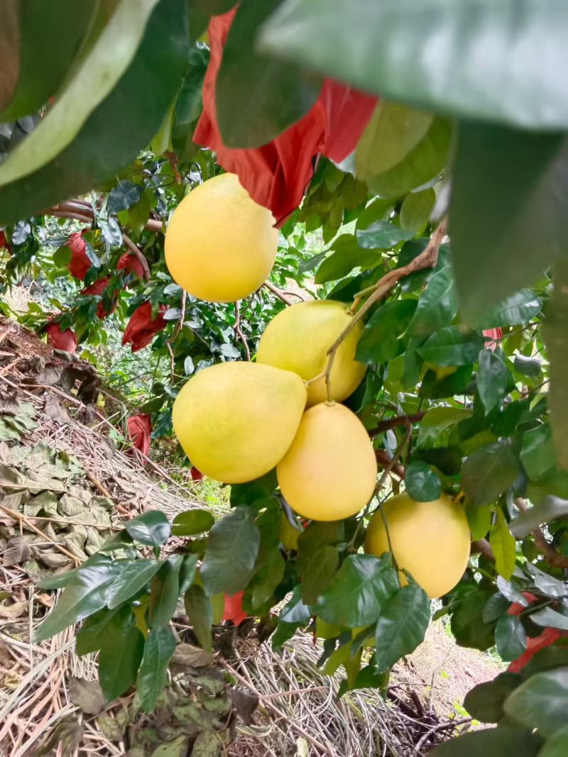 广东梅州蜜柚