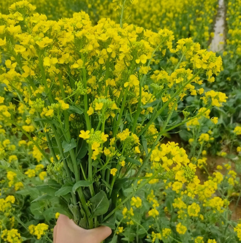 渝黄21号油菜种子纯黄籽甘蓝型中抗菌核病感病毒病抗倒性强