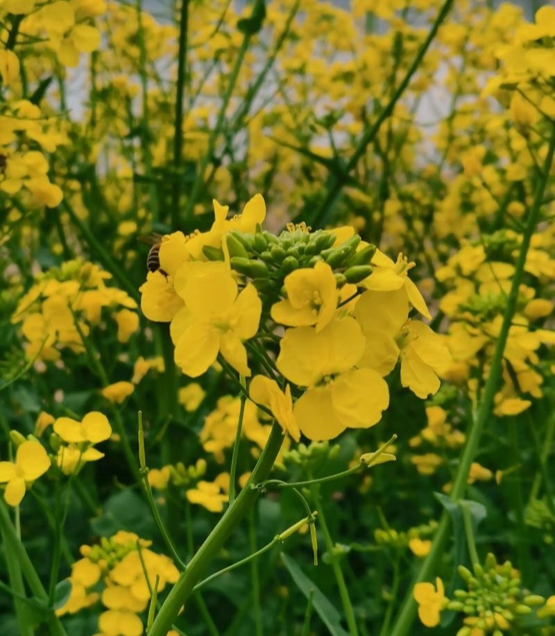渝华2号油菜种子荚长抗病毒杂交高油油菜籽种秋播油菜种籽