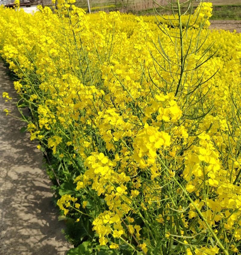渝华2号油菜种子荚长抗病毒杂交高油油菜籽种秋播油菜种籽