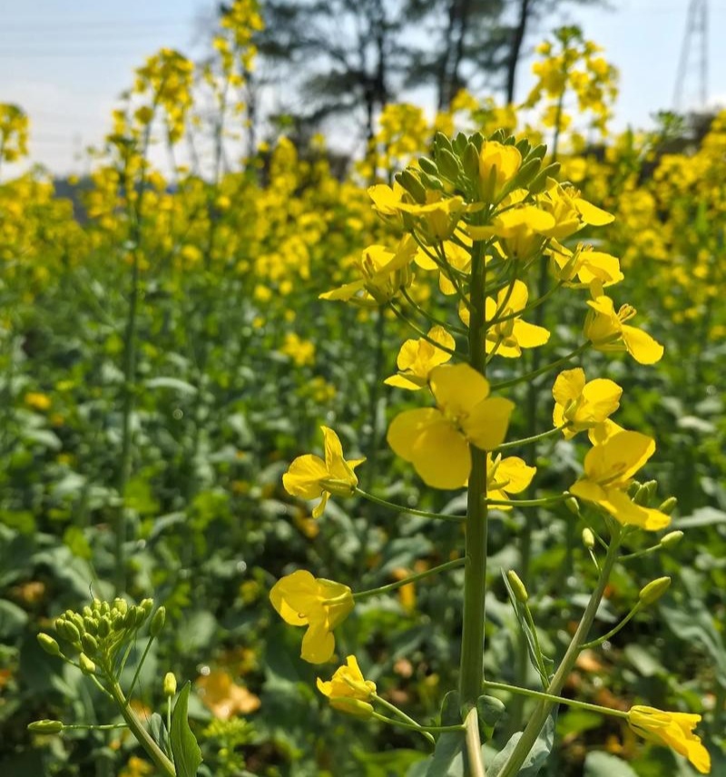 渝华2号油菜种子荚长抗病毒杂交高油油菜籽种秋播油菜种籽