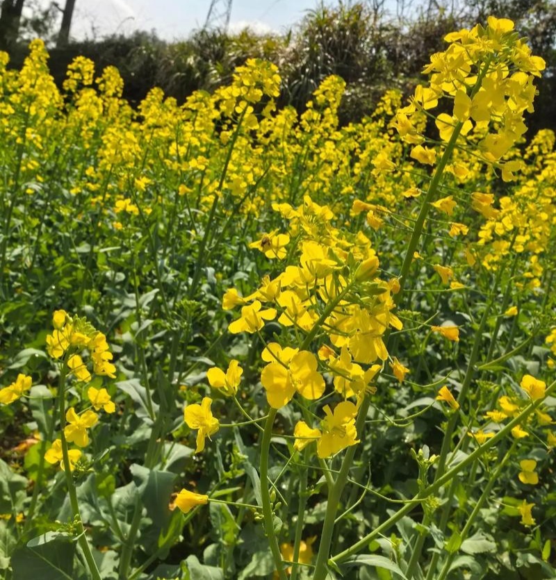 渝华2号油菜种子荚长抗病毒杂交高油油菜籽种秋播油菜种籽