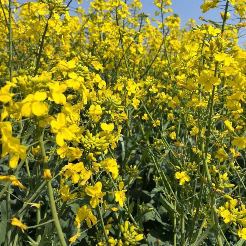 陕油28号油菜种子秋冬季耐寒甘蓝型杂交菜籽种高产抗病