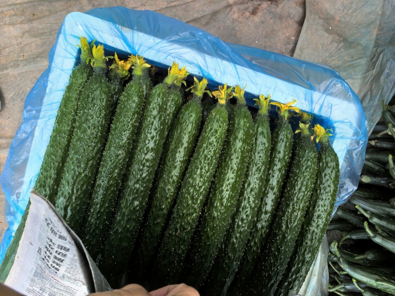 黄瓜精品云南新鲜黄瓜大量上市条形直口感甜脆欢迎订购