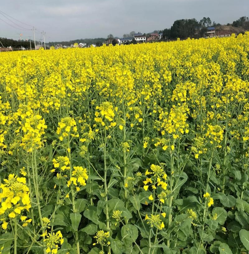 陕油28号油菜种子秋冬季耐寒甘蓝型杂交菜籽种高产抗病