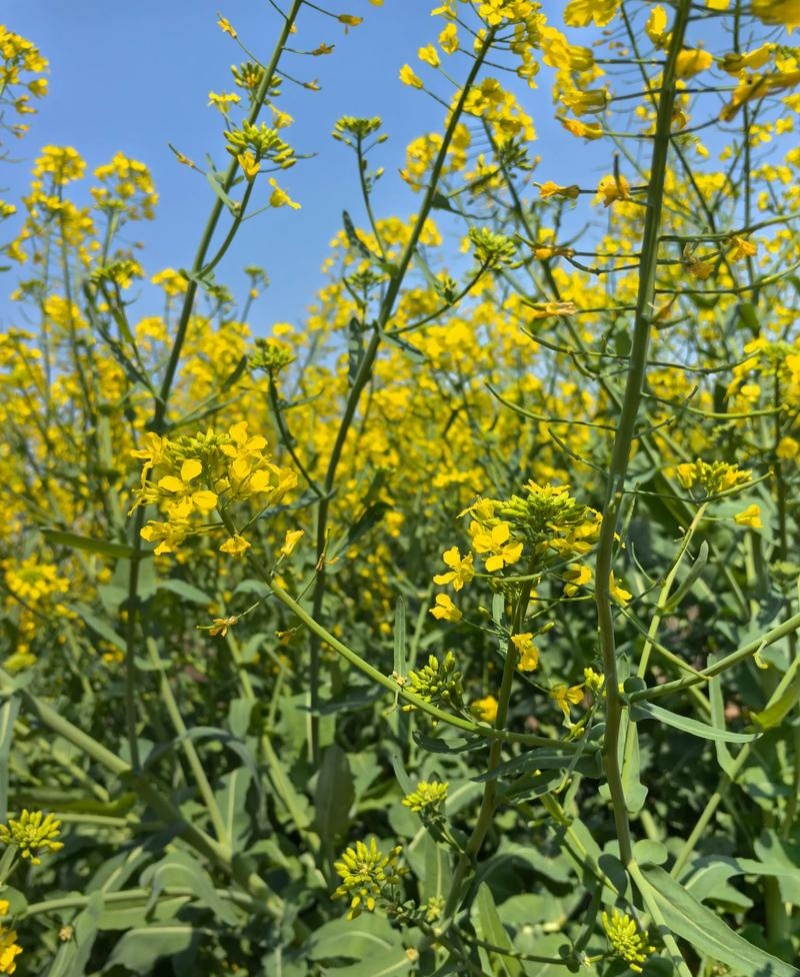 陕油28号油菜种子秋冬季耐寒甘蓝型杂交菜籽种高产抗病