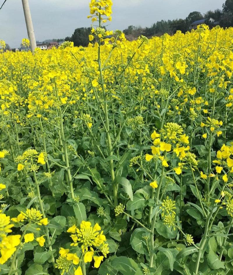 陕油28号油菜种子秋冬季耐寒甘蓝型杂交菜籽种高产抗病