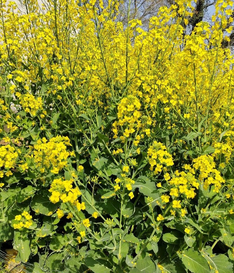 陕油28号油菜种子秋冬季耐寒甘蓝型杂交菜籽种高产抗病