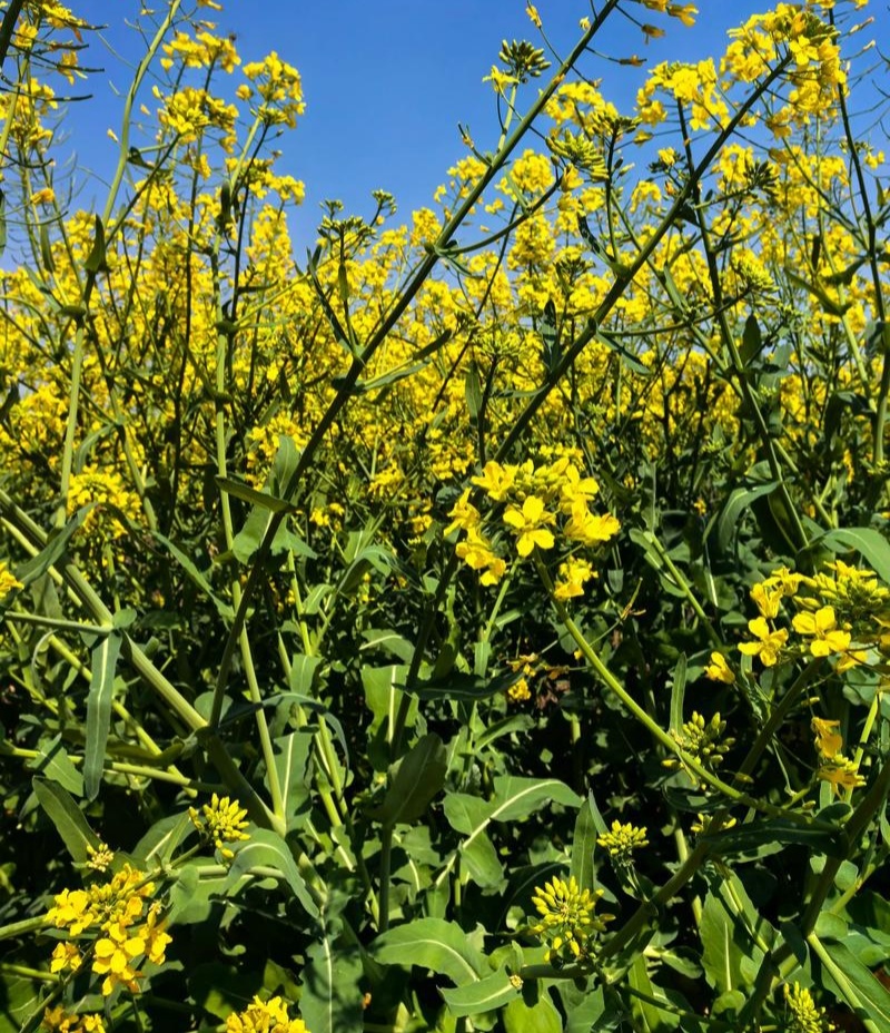 陕油28号油菜种子秋冬季耐寒甘蓝型杂交菜籽种高产抗病