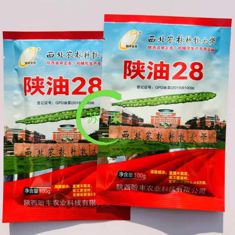 陕油28号油菜种子秋冬季耐寒甘蓝型杂交菜籽种高产抗病
