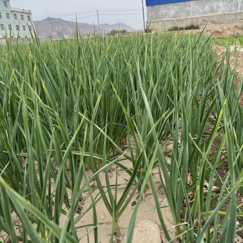 花旗西蒜美国韭葱种子中早熟植株直立蒜肉粗长紧实味浓