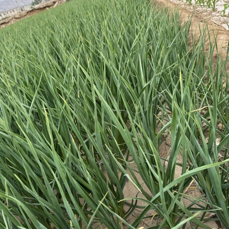 花旗西蒜美国韭葱种子中早熟植株直立蒜肉粗长紧实味浓
