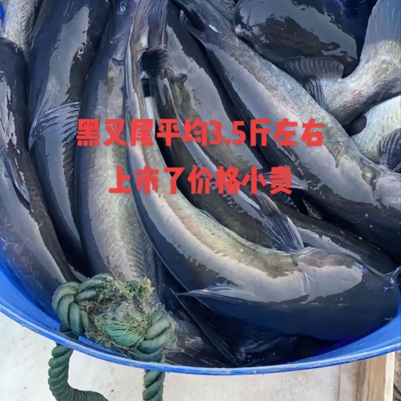 叉尾鮰鱼