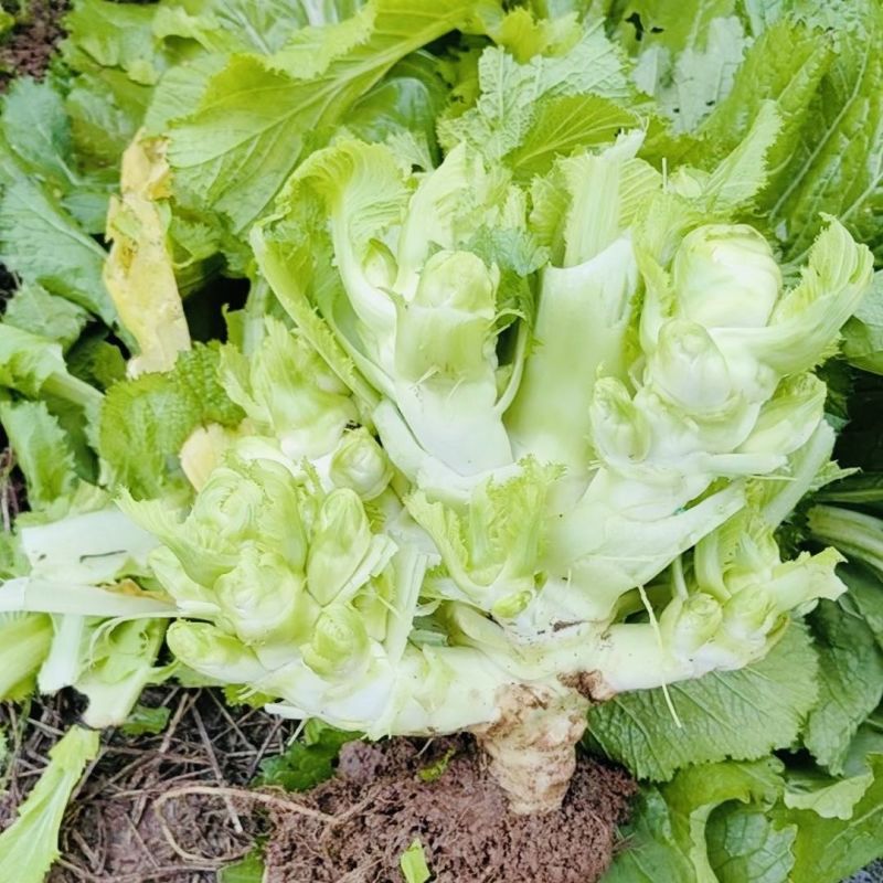 丁家儿菜早生娃儿菜种子基地级早熟儿大娃娃菜抱子菜