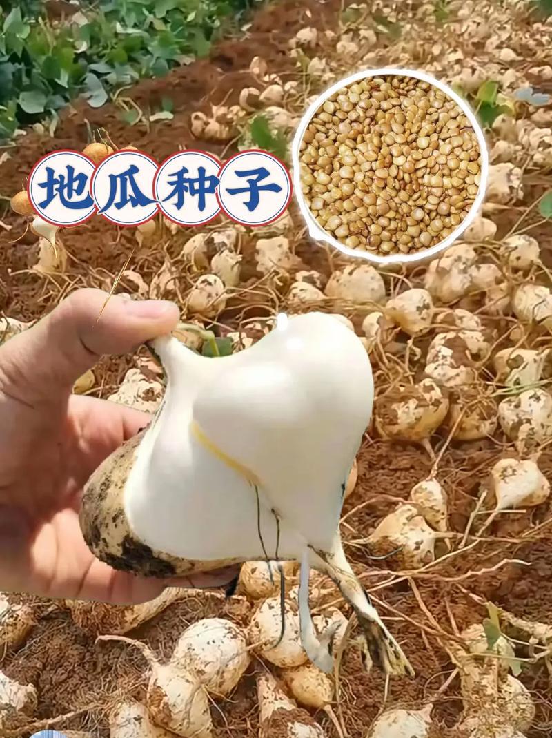 汉中豆薯地瓜上市，脆甜水分多产地直发，一条龙服务