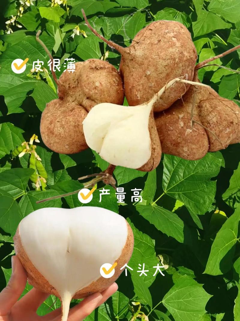 汉中豆薯地瓜上市，脆甜水分多产地直发，一条龙服务