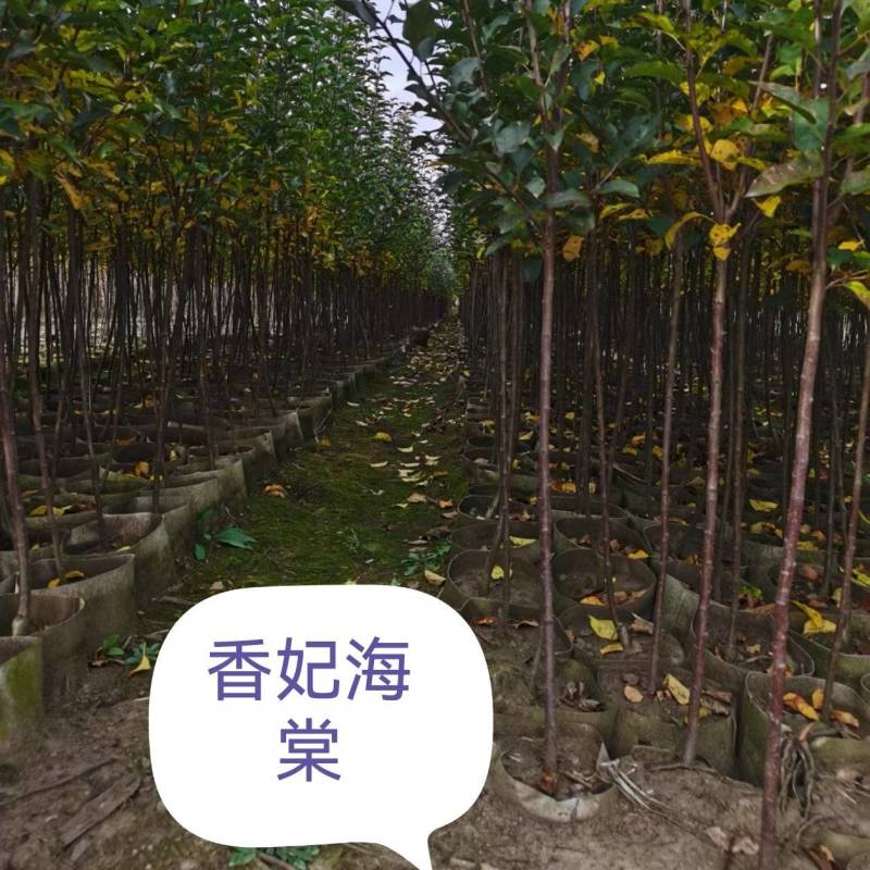 香妃海棠苗